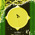 digital-icon
