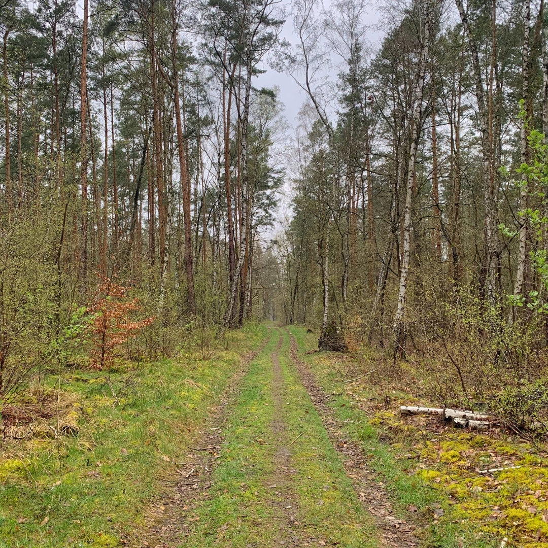 Gesundheitswandern -1080x1080.png