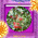 digital-icon