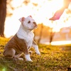    „Ein würdevolles Porträt eines reinweißen Hundes (Samojede oder Japan-Spitz), der hochelegant einen zarten Kranz aus echt