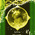 digital-icon
