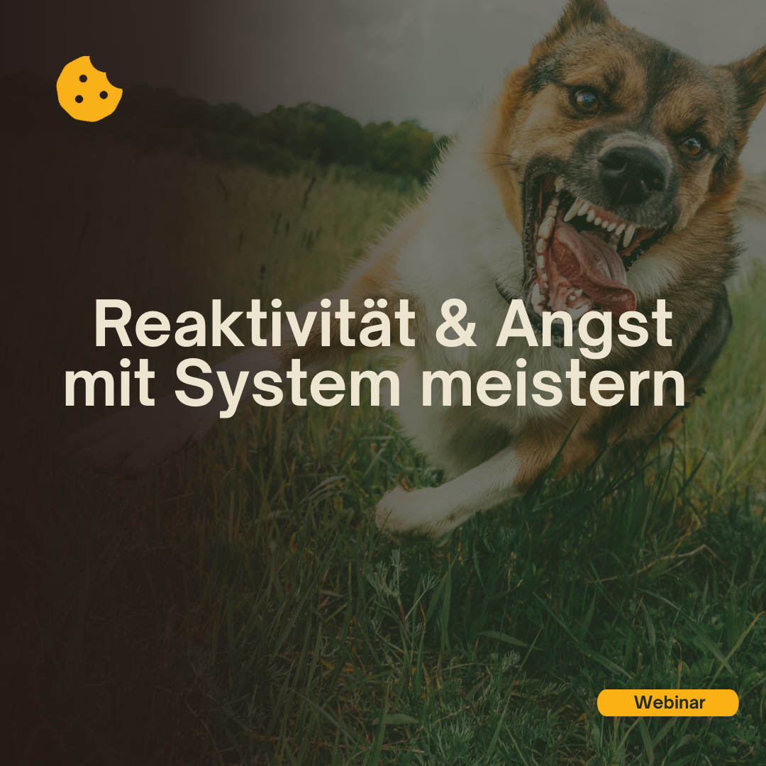 ReaktivitätUndAngstMitSystemMeisternWebinar_Cover-1080x1080.png