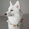„Ein würdevolles Porträt eines reinweißen Hundes (Samojede oder Japan-Spitz), der hochelegant einen zarten Kranz aus echten, 
