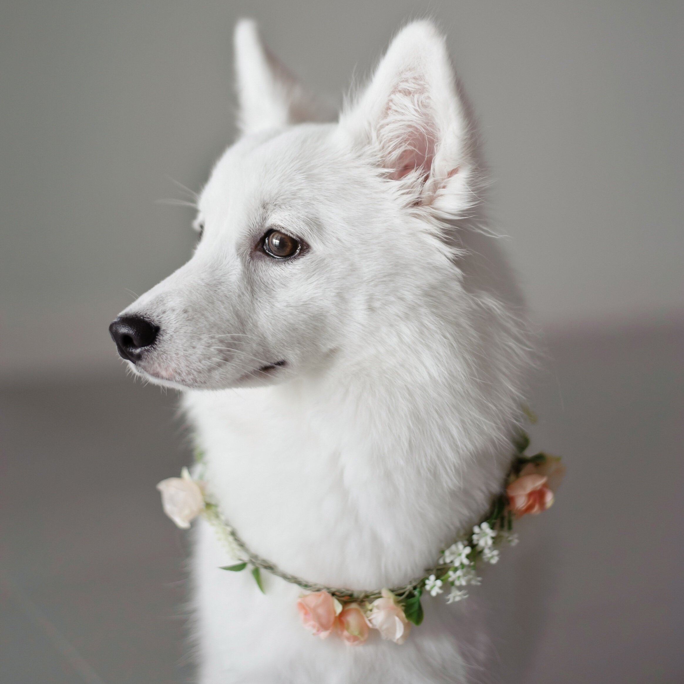 „Ein würdevolles Porträt eines reinweißen Hundes (Samojede oder Japan-Spitz), der hochelegant einen zarten Kranz aus echten, 