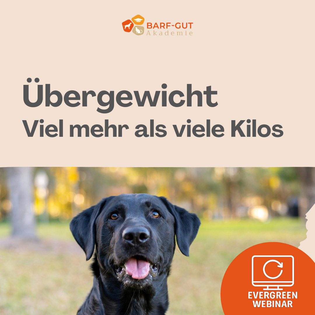 Uebergewicht Aufzeichnung (1)-1080x1080.png