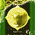 digital-icon