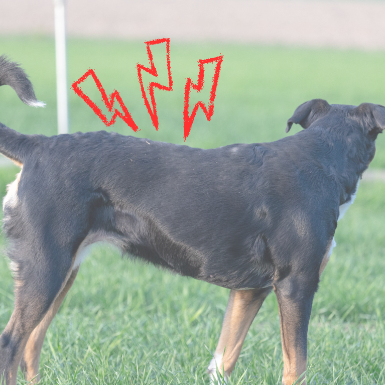 Rückenschmerzen beim Hund(1)-767x767.png