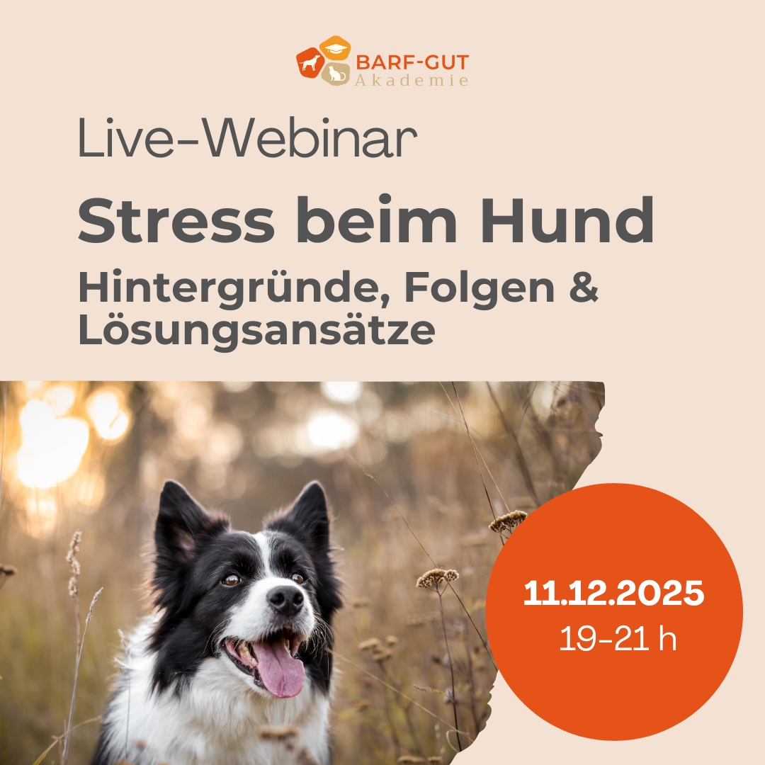 Banner Live-Webinar Stress beim Hund
