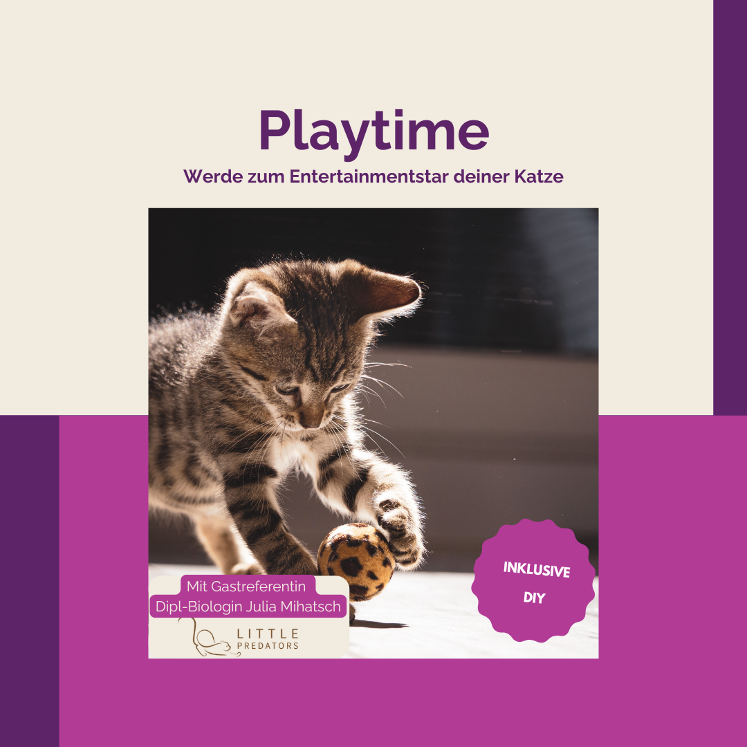 Produktbild Aufzeichnung Playtime