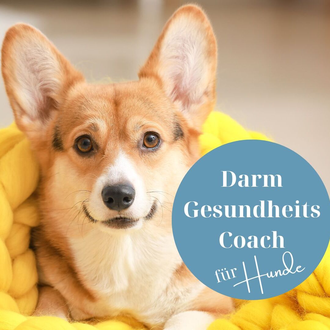 Banner DarmgesundheitsCoach für Hunde