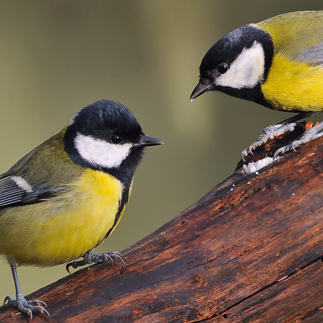 Naturabend-02_Pic_Vogelsprache-1080x1080.png
