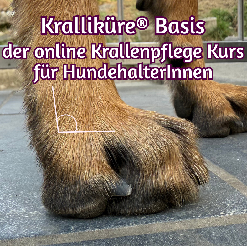 Bsis Kralliküre - der online Krallenpflege Kurs-789x789.png
