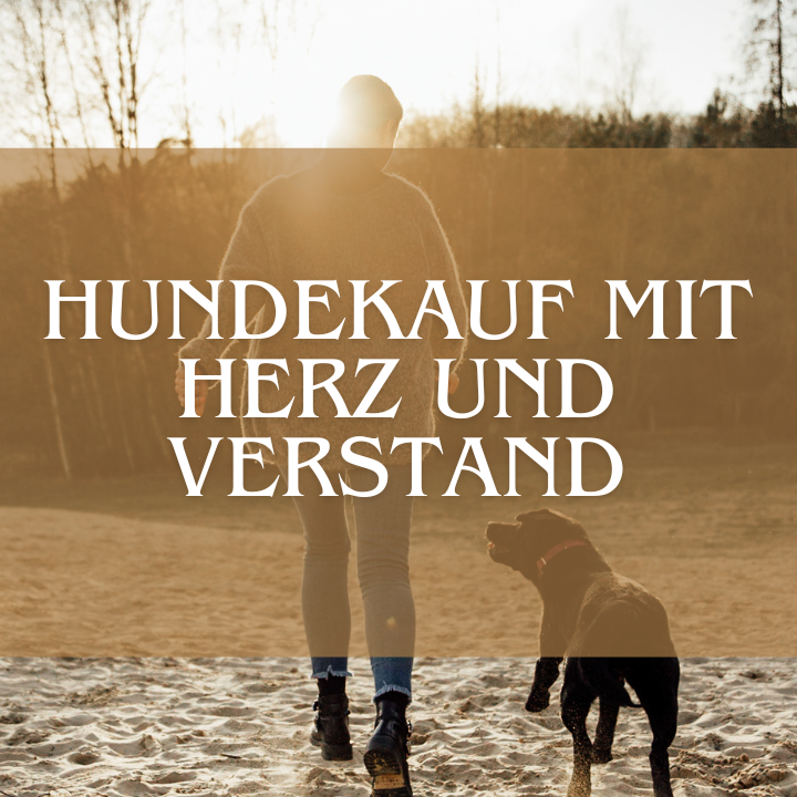 Banner für Videokurs