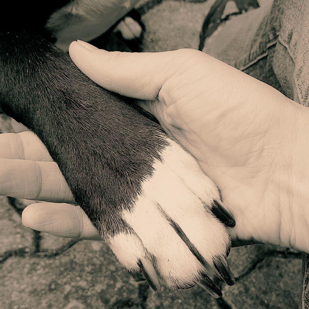 Elopage 4-1080x1080.jpg