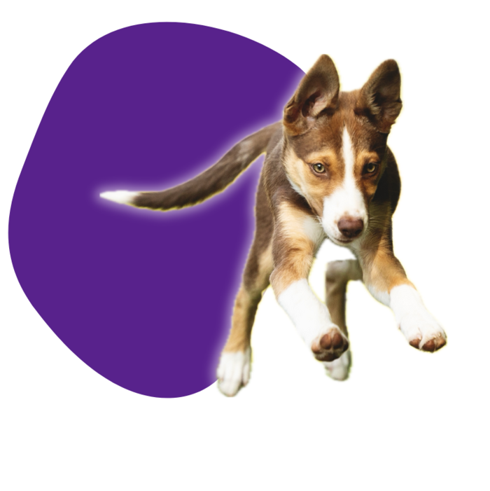 loaded_image