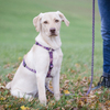 Foto mit hellem sitzendem Labrador mit Geschirr an durchhängender Leine mit seinem Menschen