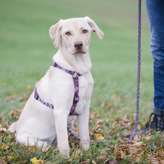 Foto mit hellem sitzendem Labrador mit Geschirr an durchhängender Leine mit seinem Menschen