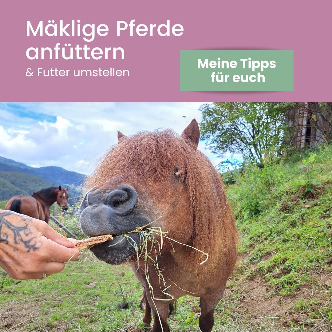 Magen, Lunge & Muskel Insta (Instagram Post) (1)-1080x1080.jpg