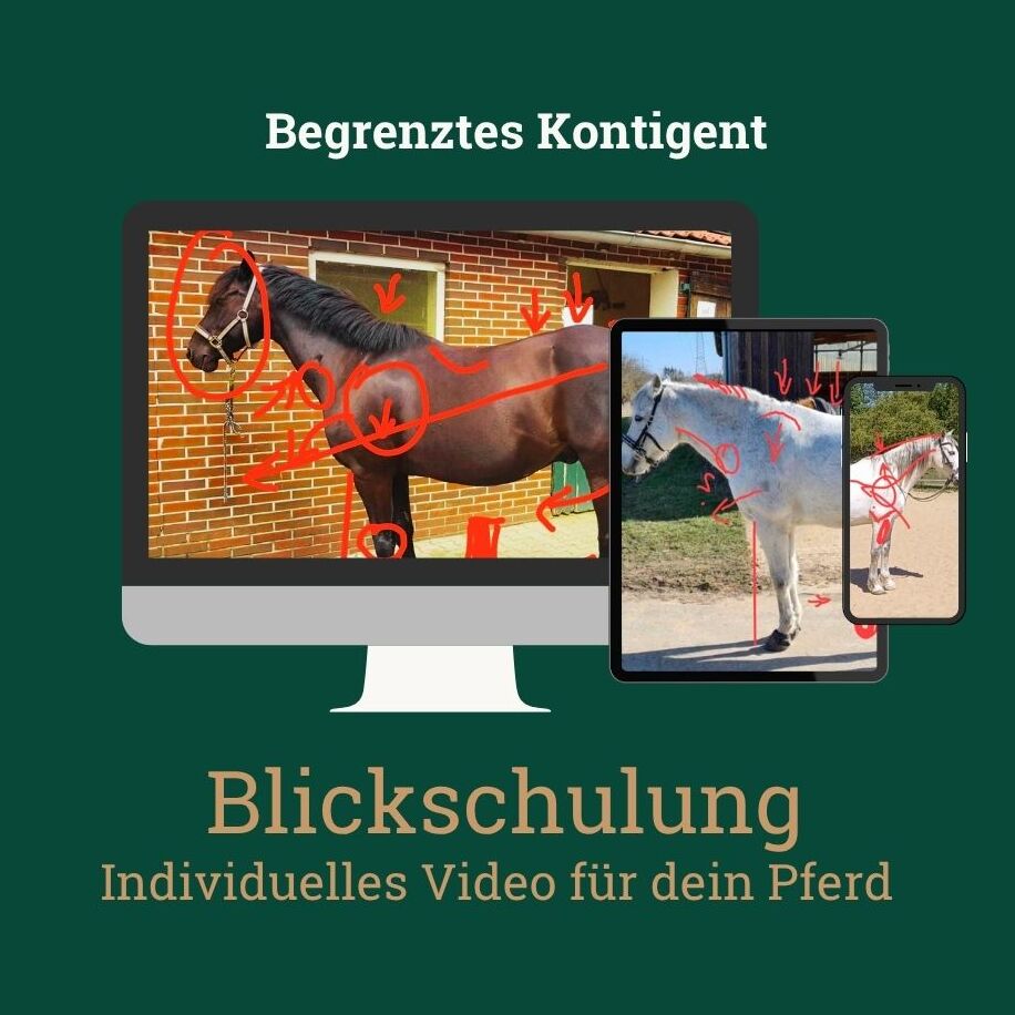 blickschulung für dein pferd