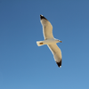 Fliegende Möwe