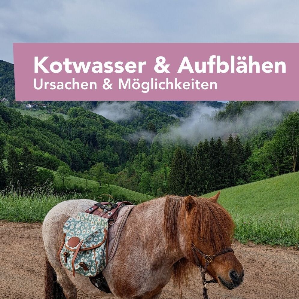 Magen, Lunge & Muskel Insta (Instagram-Post (45))-995x995.jpg