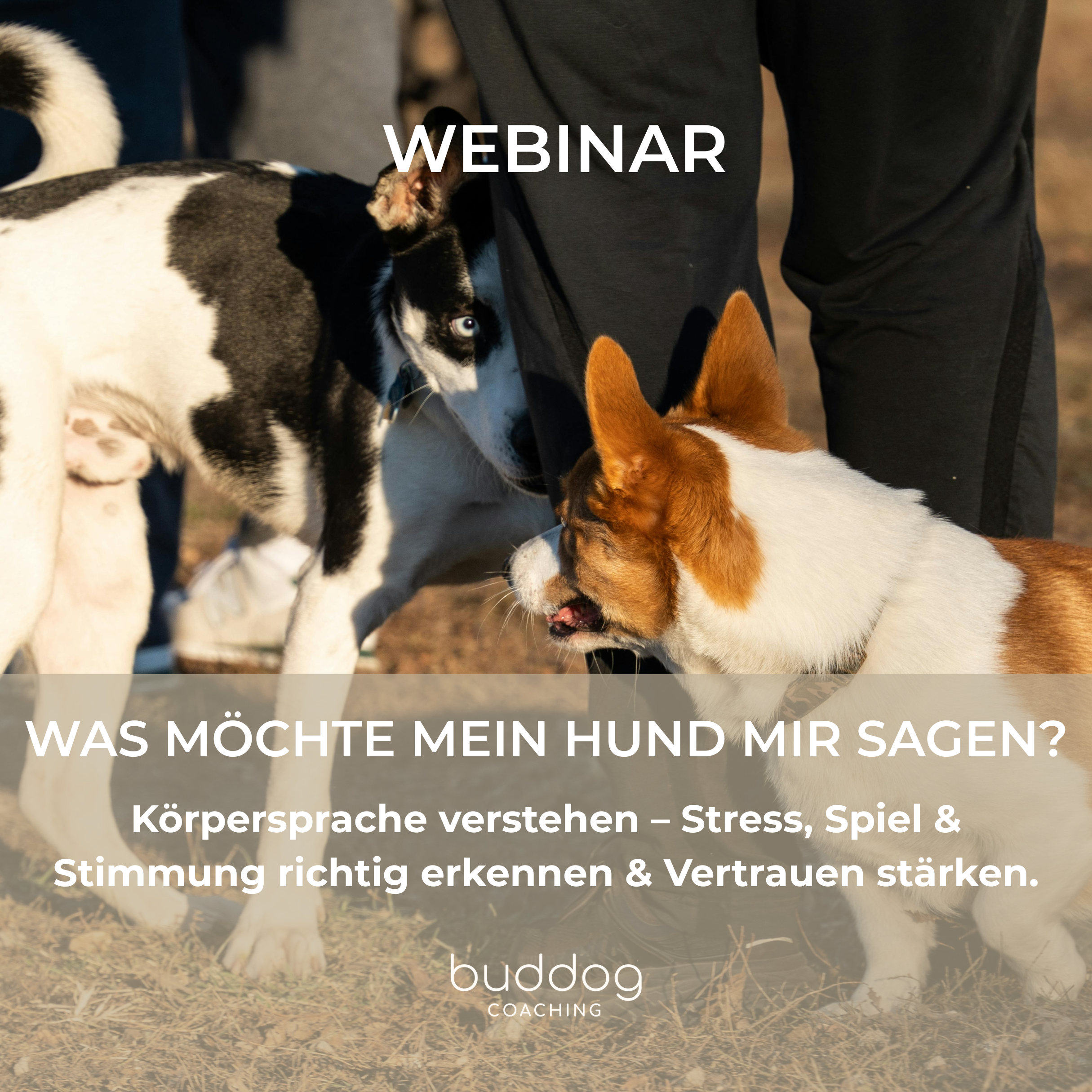 Körpersprache verstehen - Lisa Ringelstein