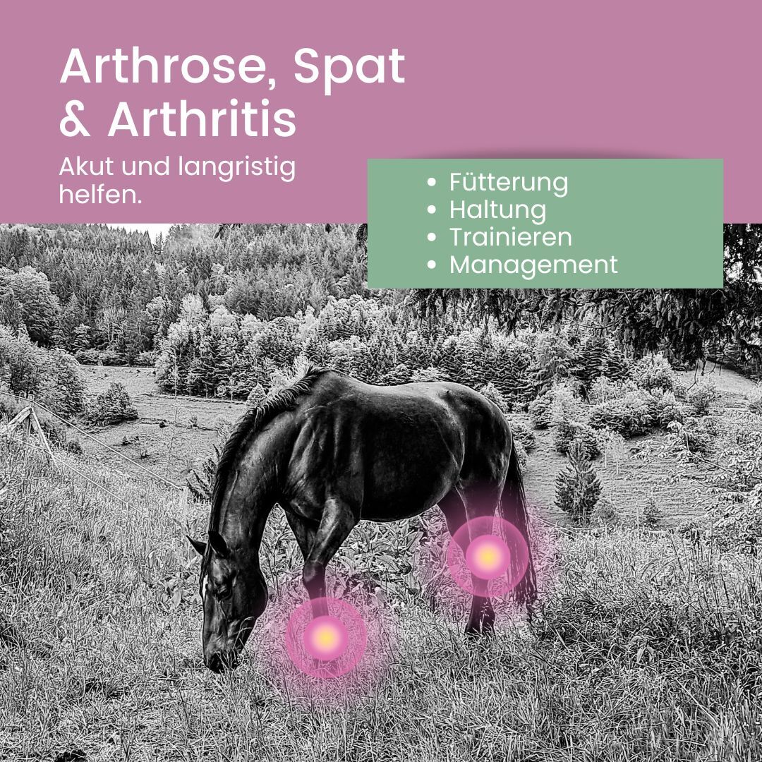 Magen, Lunge & Muskel Insta (Instagram Post)-1080x1080.jpg