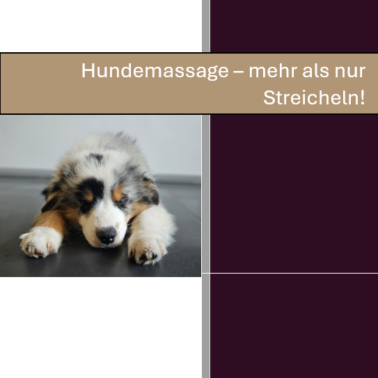 Cover Hundemassage ebook-543x543.png