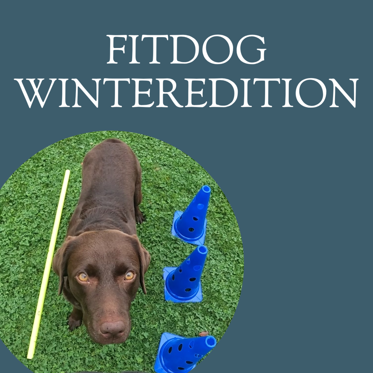 Markersignal_FitDog Winteredition-1414x1414.png