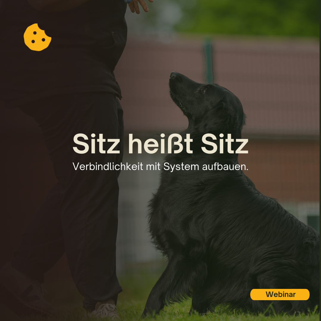 Sitz heißt Sitz - Verbindlichkeit mit System aufbauen Webinar