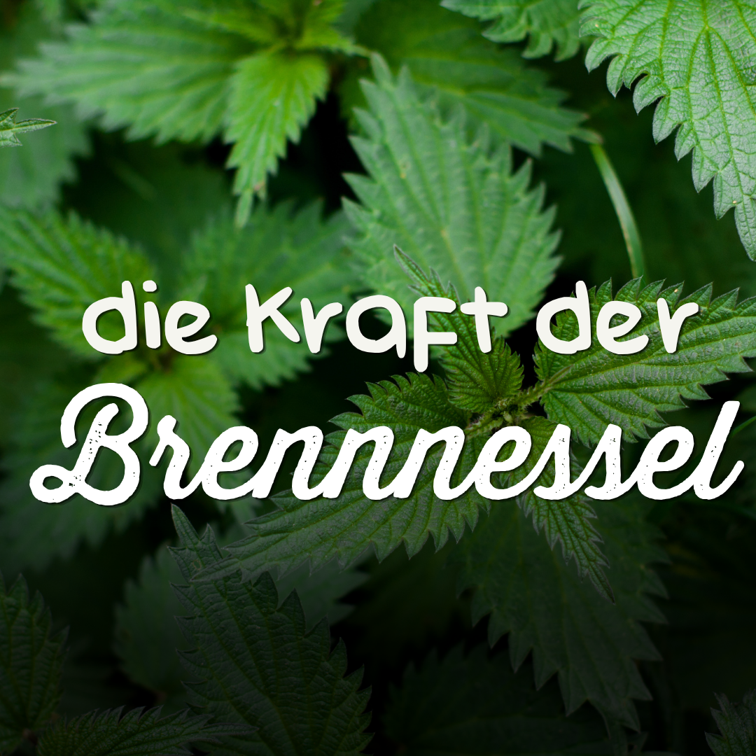 Brennnessel_Vorschau-1080x1080.png