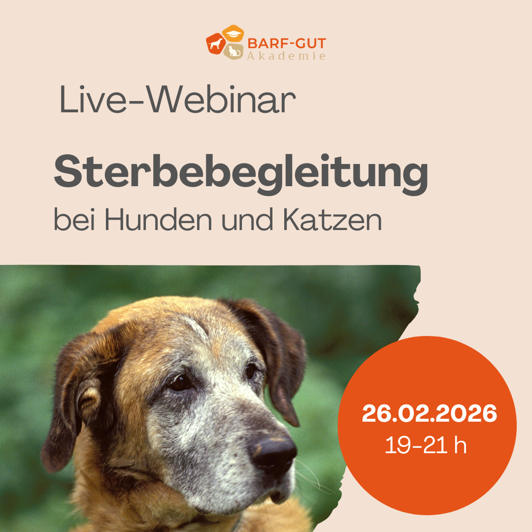 Sterbebegleitung_Webinar (1)-1080x1080.png