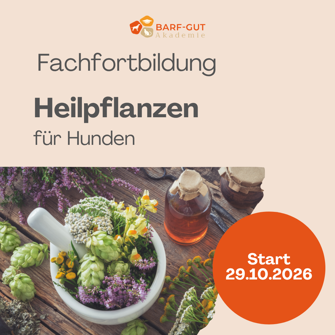 Fachfortbildung Heilpflanzen für Hunde-1080x1080.png