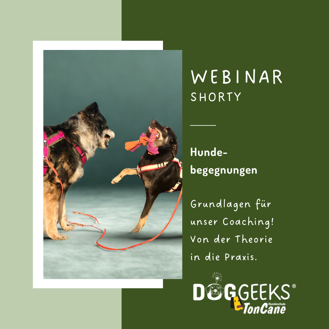 Shorty Begegnungstraining