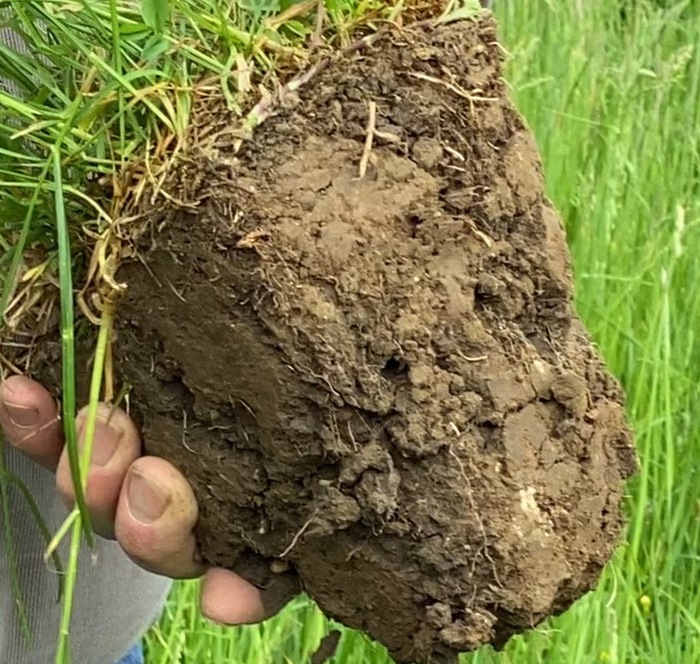 Bodenprobe essentiell für gutes Pferdeheu