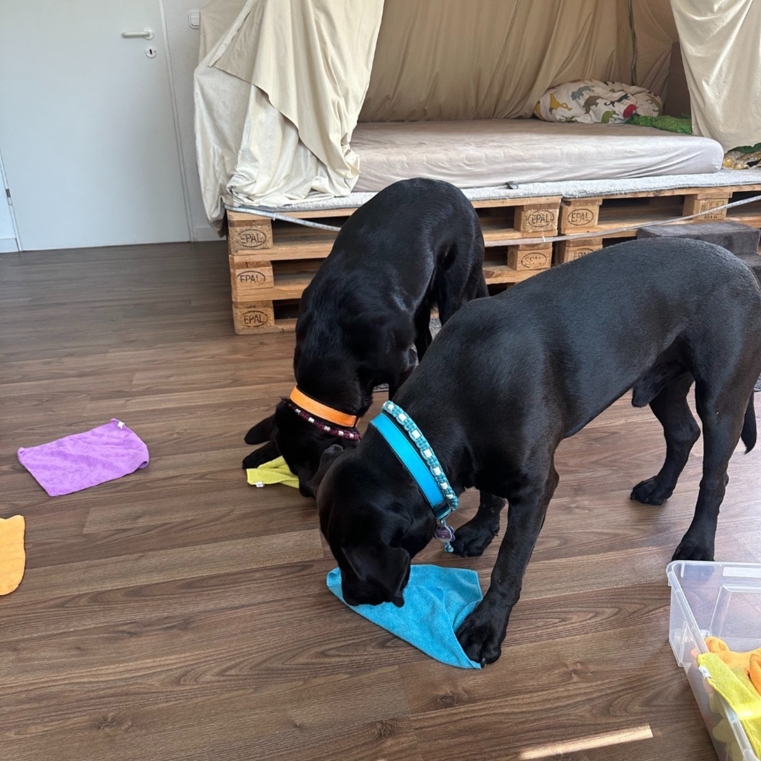 Fit für die Schule mit Hund