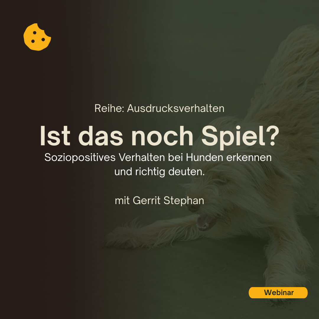 Reihe: Ausdrucksverhalten. Ist das noch Spiel? Soziopositives Verhalten bei Hunden erkennen und richtig deuten. 