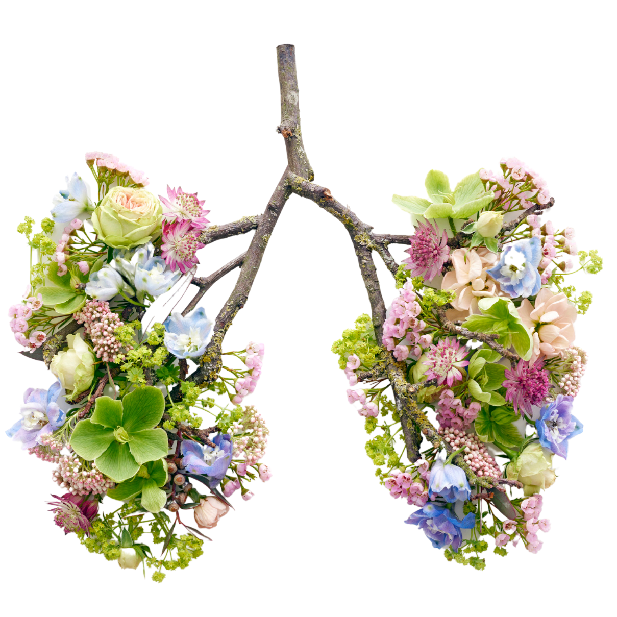 Lungen Baum-1209x1209.png
