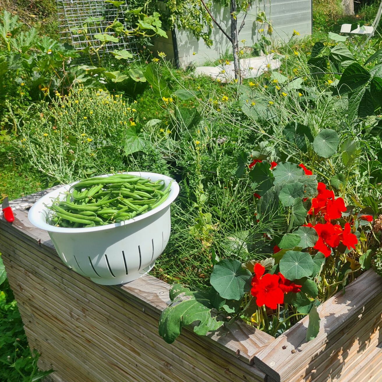 Hochbeet mit Gemüse im Hochsommer