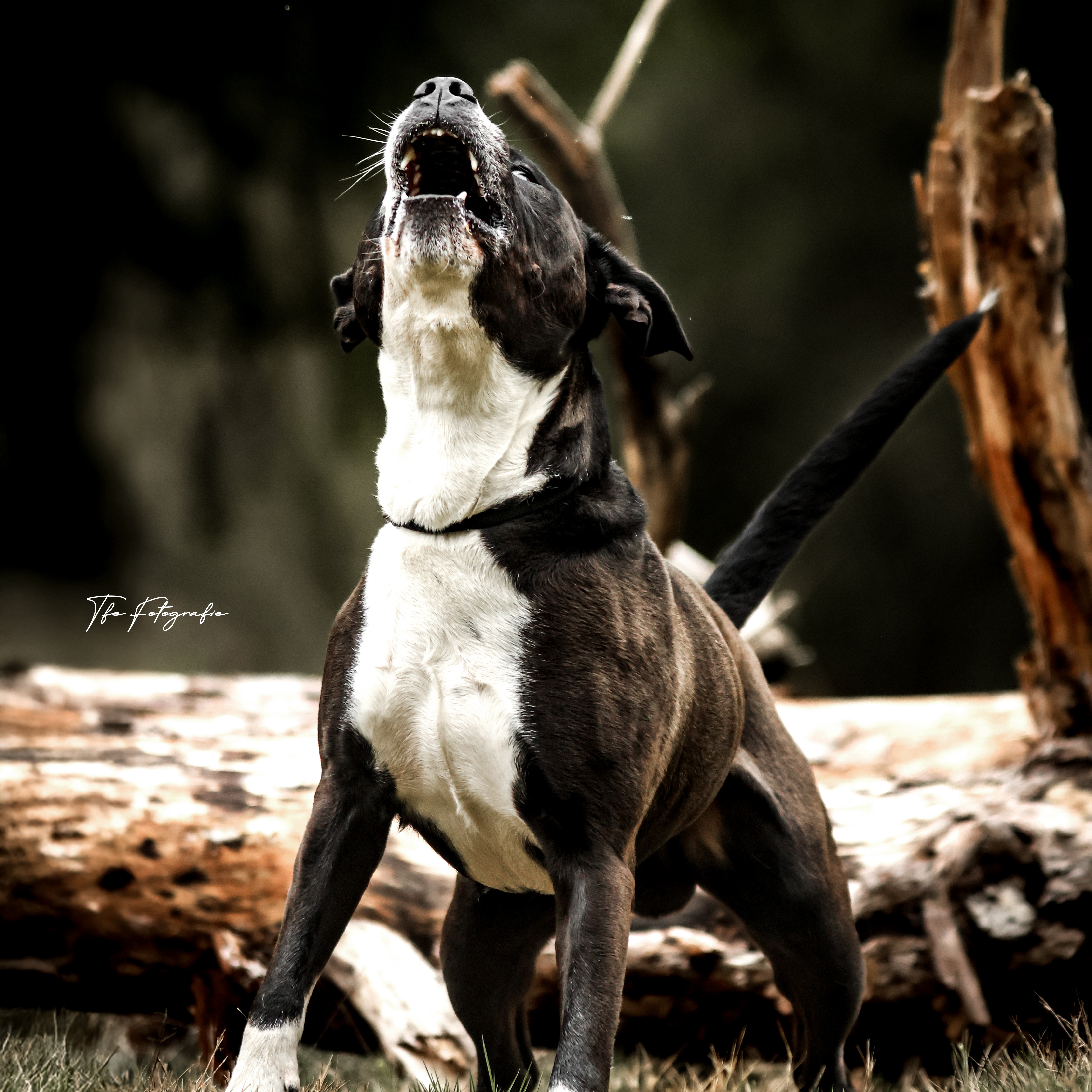 1N0A0176 Kopie (1)-4448x4448.jpg