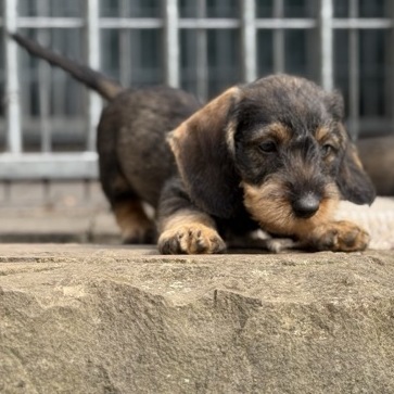 Foto MEIN WELPE Bezahlseite