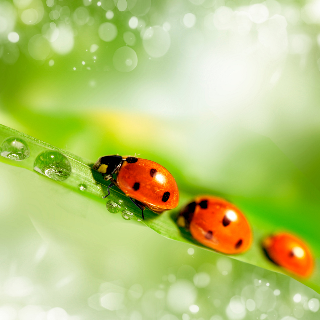 Sternenkind Gruppe für Sternenkind Mütter online Treffen