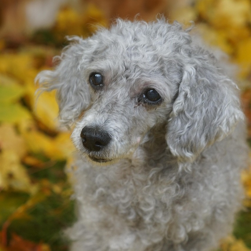 Demenz bei Hund und Katze: Naturheilkundliche Lösungen