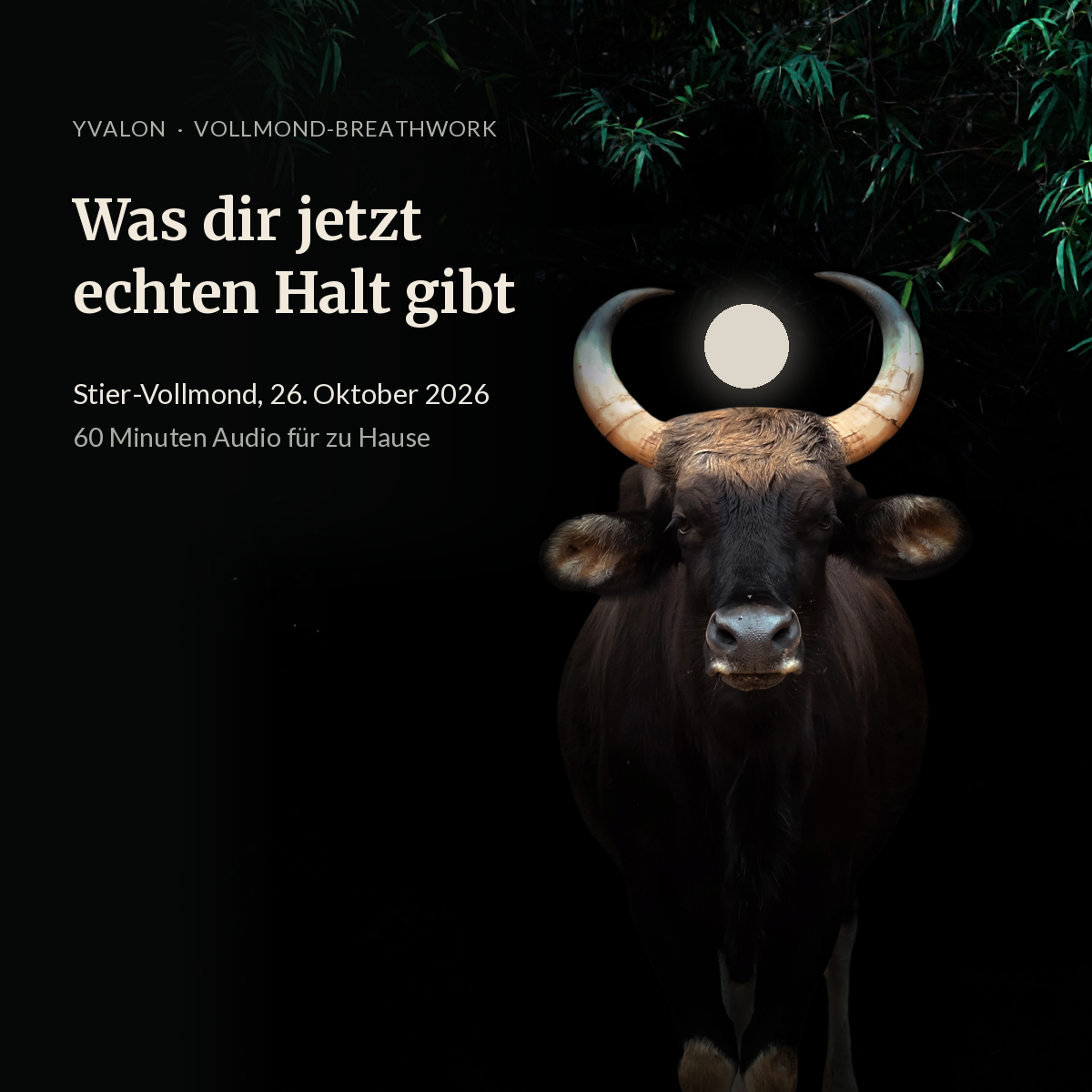 vollmond-stier-produktbild-stier-1200x1200.png
