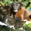 Homöopathische Hausapotheke für Tiersenioren