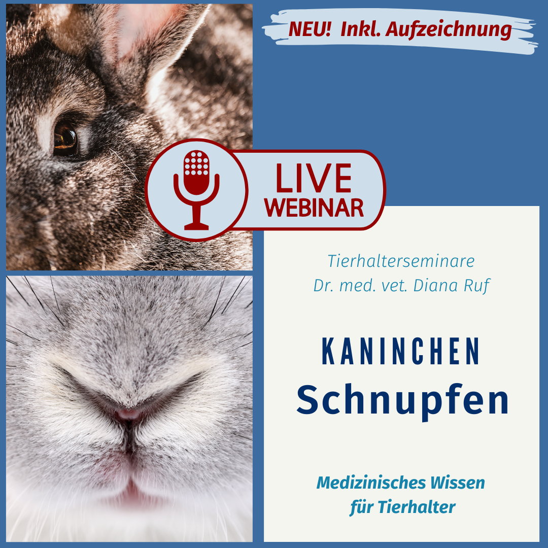 schnupfen kaninchen live 2-1080x1080.png