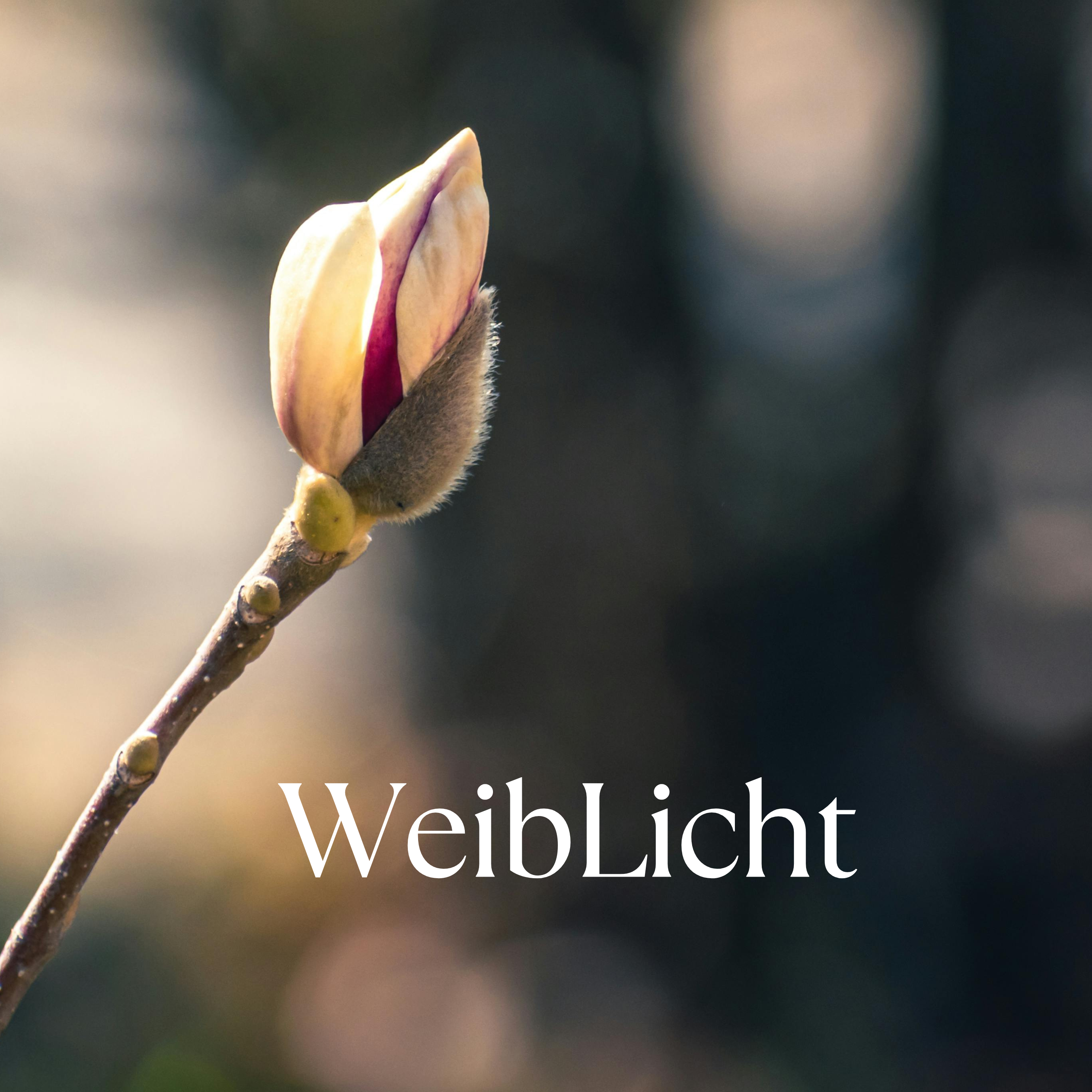 Kopie von Kopie von Kopie von Kopie von Kopie von Keine Lust (1)-2758x2758.png