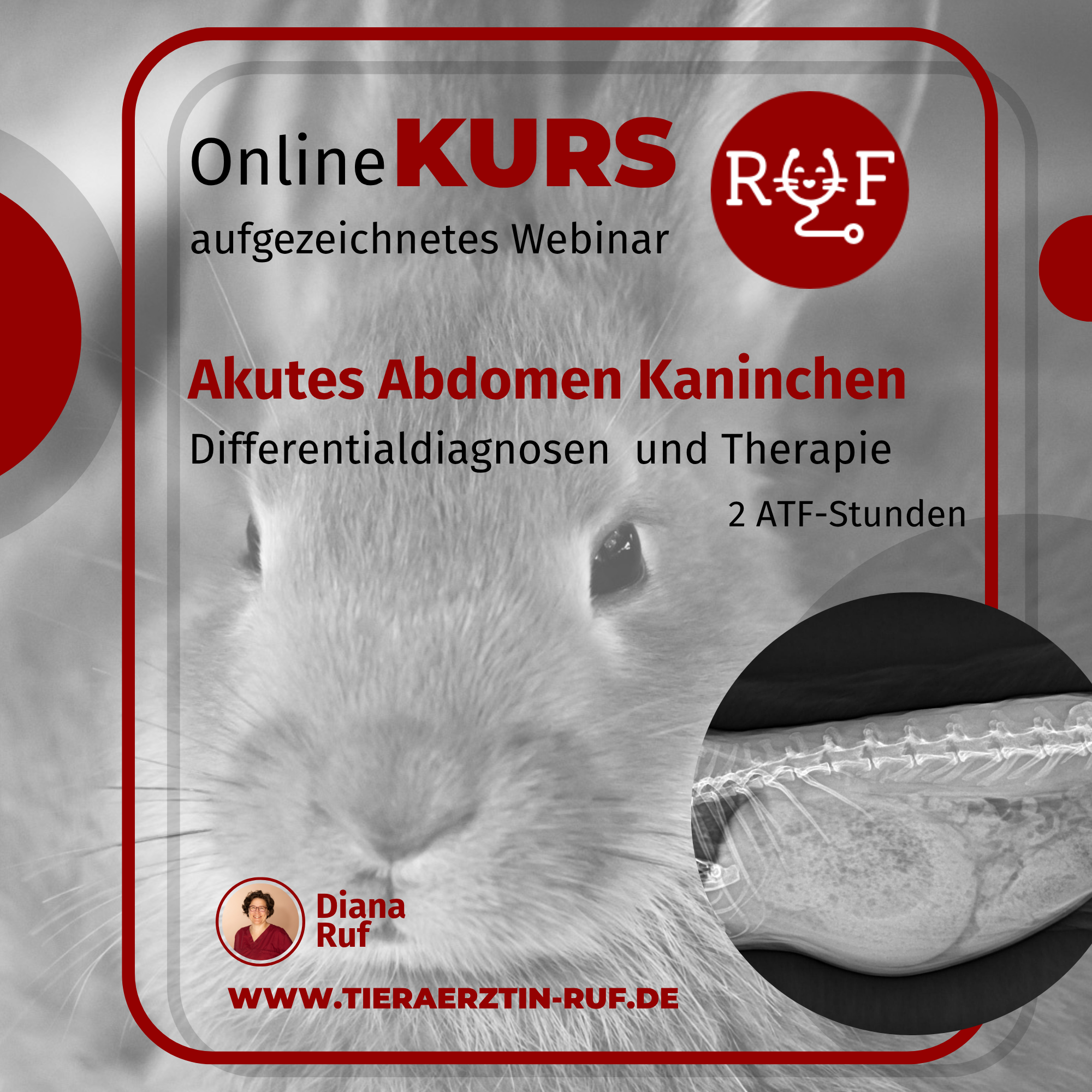 akutes Abdomen Kaninchen KURS-2000x2000.png