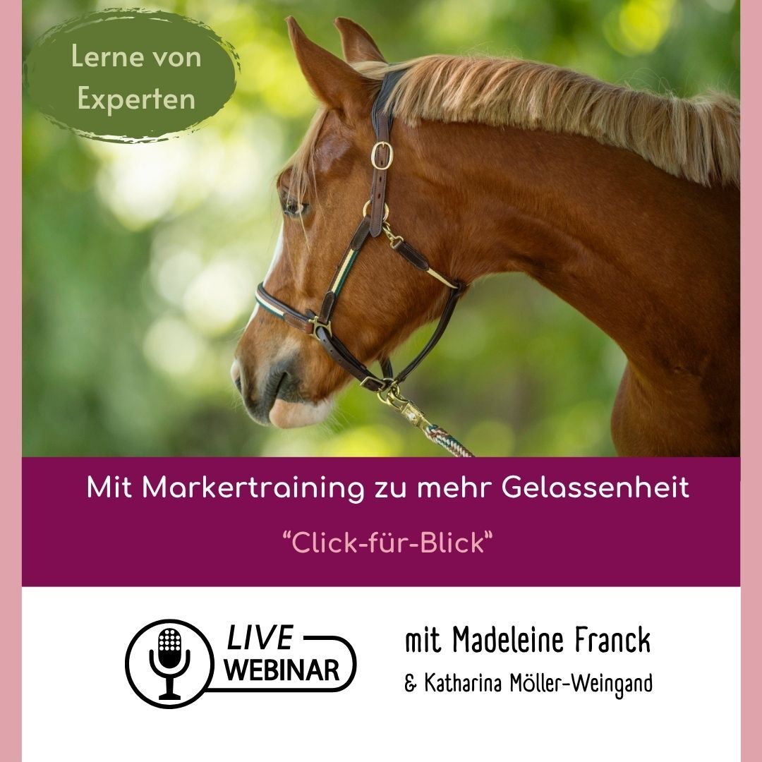 quadratisch webinar click für blick  (1080 x 1080 px)-1080x1080.jpg