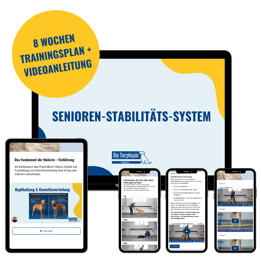 Senioren-Stabilitäts-System Auschnitte aus dem Kurs